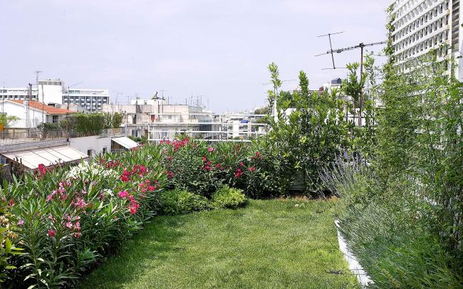 Roof garden with lawn, lavender and Oleander