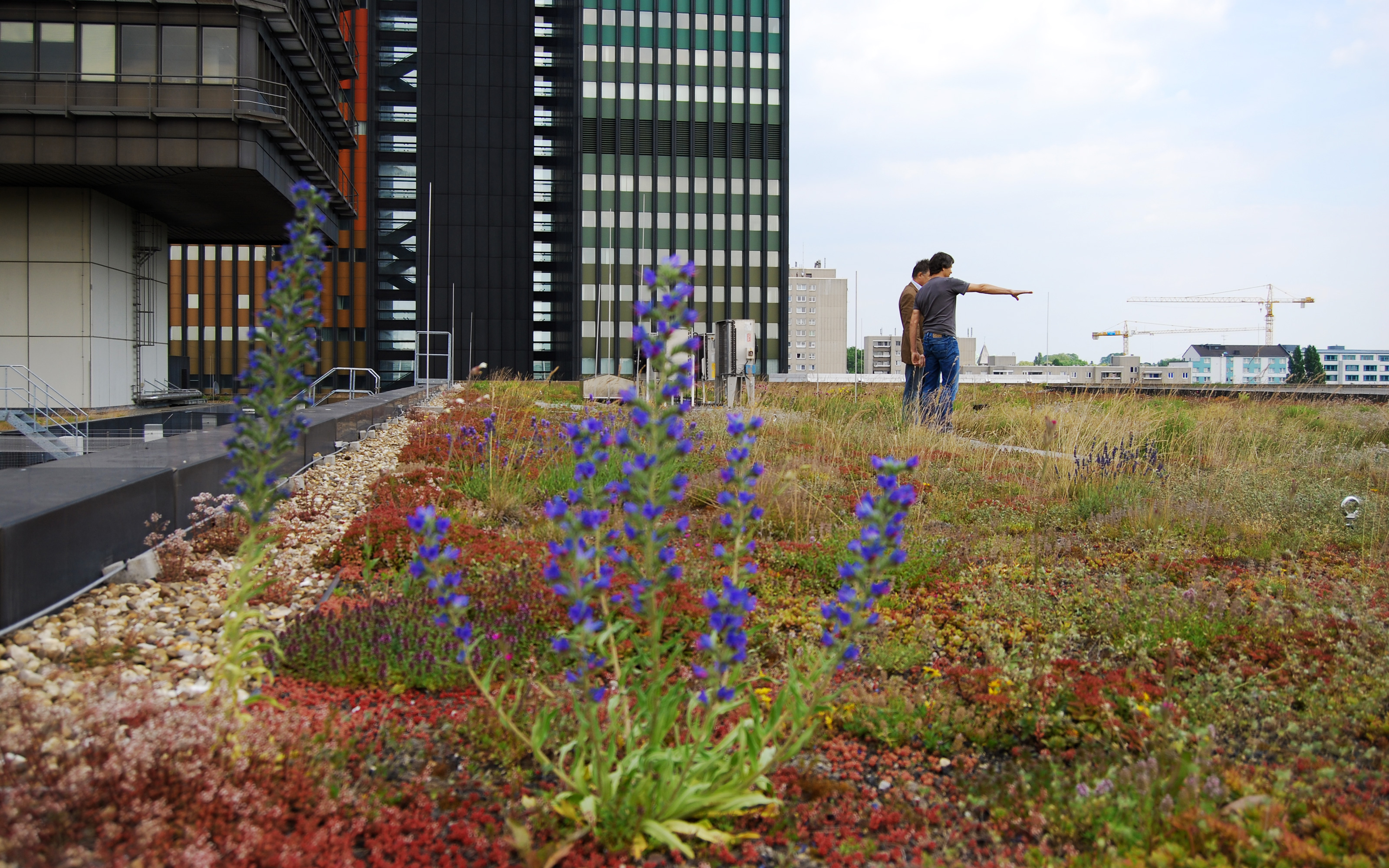 Two men standing on an extensive green roof