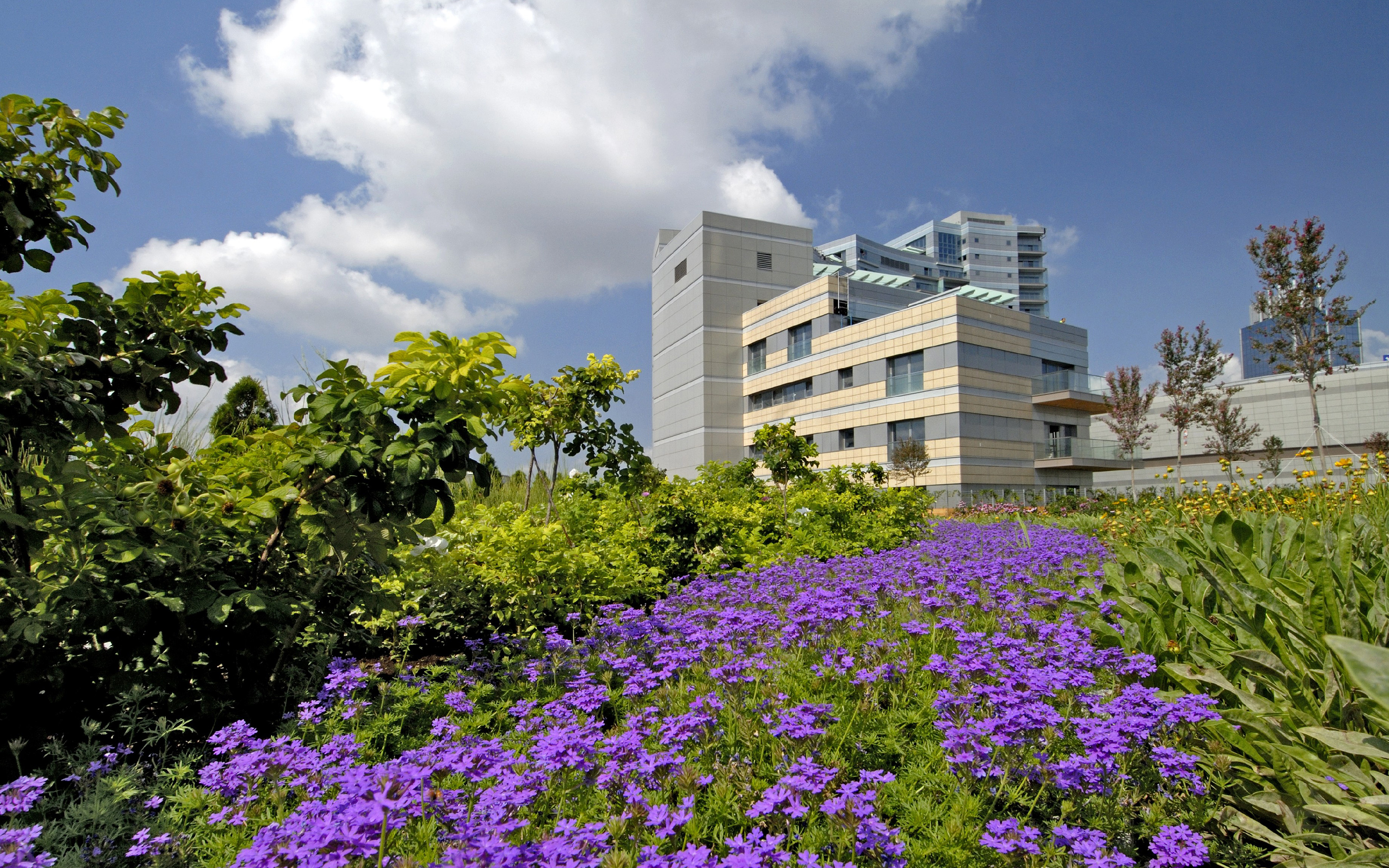 Roof garden with purple flowers, bushes and trees