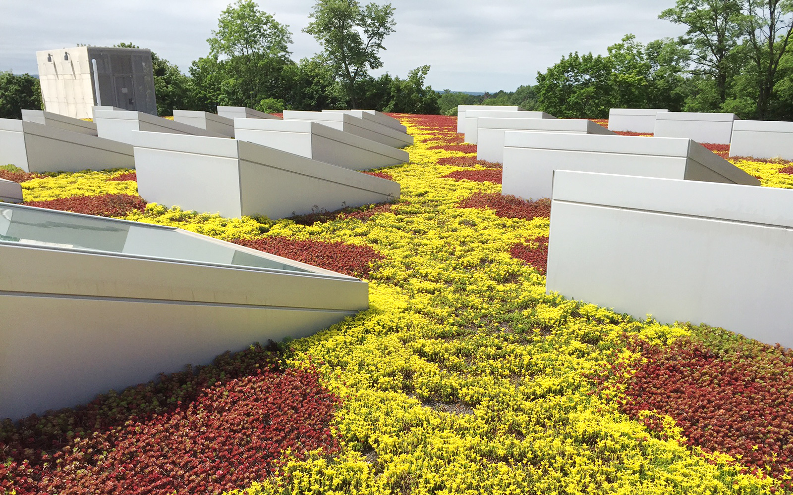 Green roof with Sedum and skylights