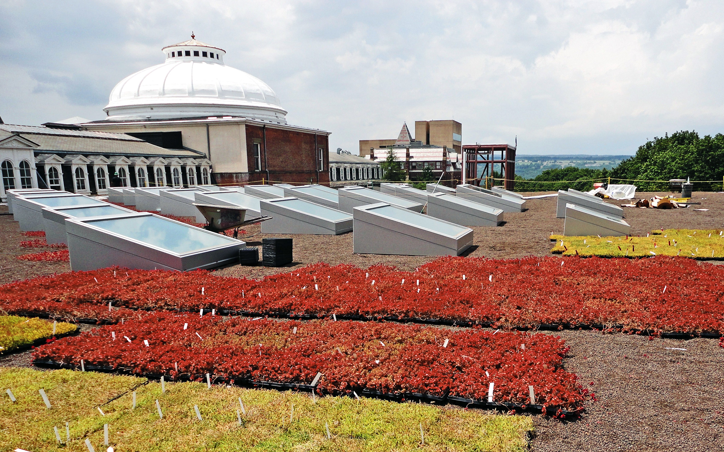 Plug plants on a roof