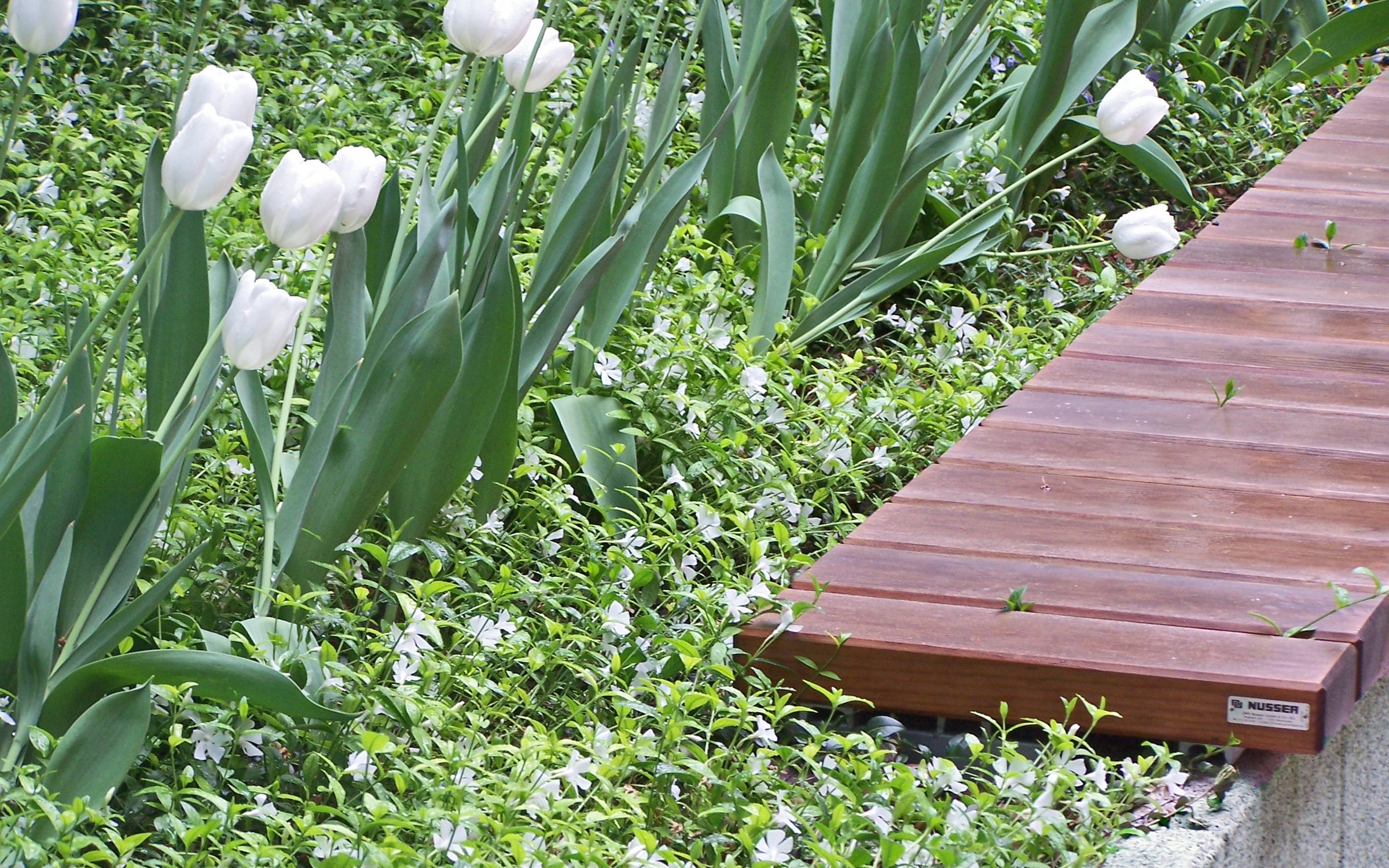 Bench beside white tulips and Vinca Alba