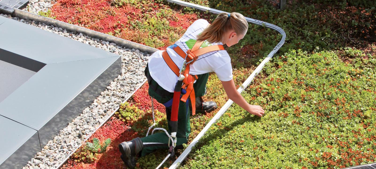Gardener with fall protection working on a green roof