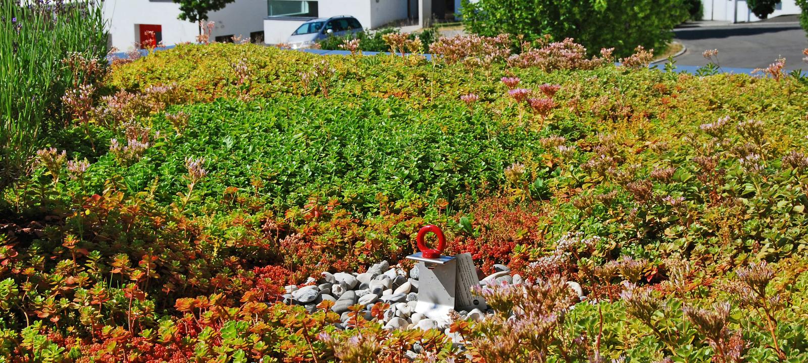 Sedum roof with Fallnet® SR
