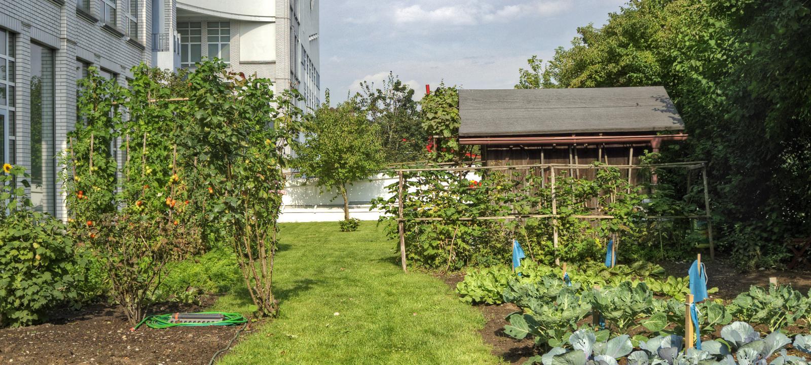 Roof garden with vegetable patches, lawn and a wooden shed