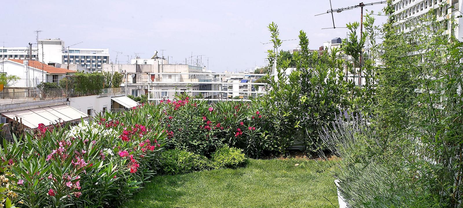 Roof garden with lawn, lavender and Oleander