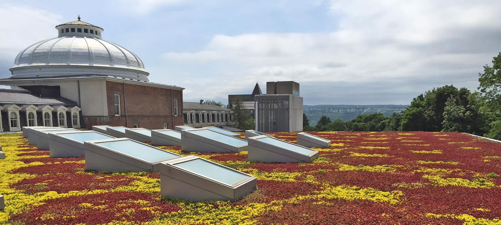 Sedum roof with skylights