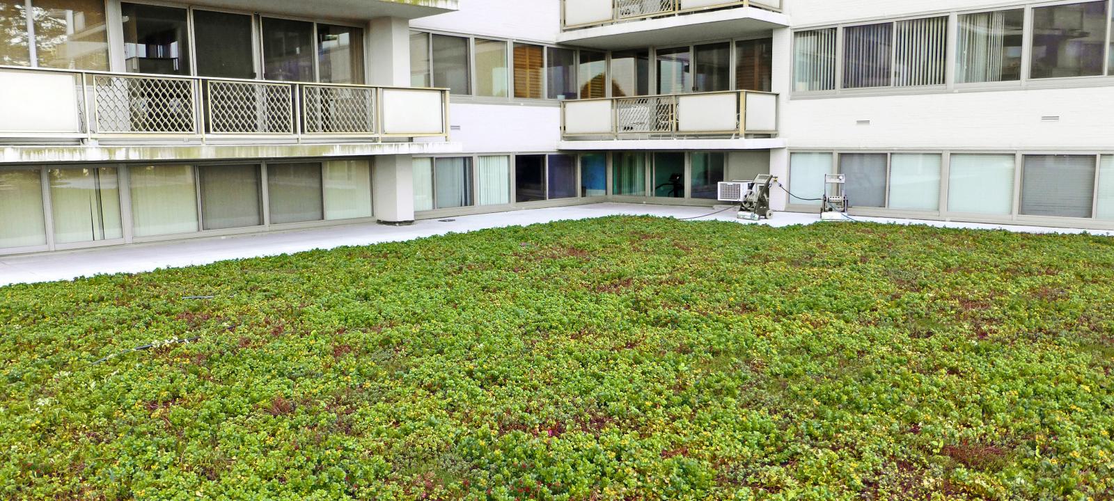 Sedum roof surrounded by condominiums