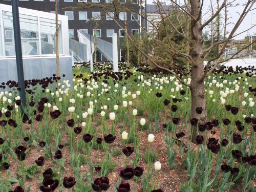Black and white tulips in a plant bed