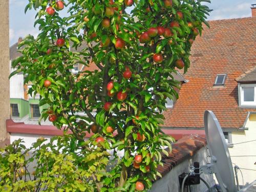 Apple tree on a roof