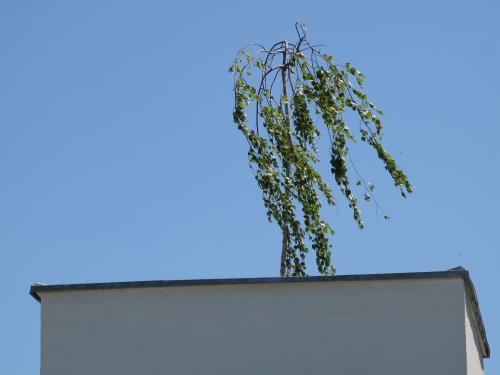 Weeping willow on a roof
