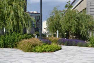 Pathways and plant beds with lush vegetation