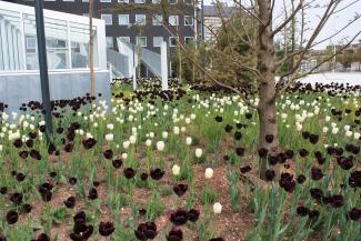 Black and white tulips in a plant bed