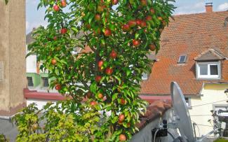 Harvest time in this kitchen garden in Karlsruhe: in addition to rosy apples, there are all types of vegetables. Apple tree on a roof