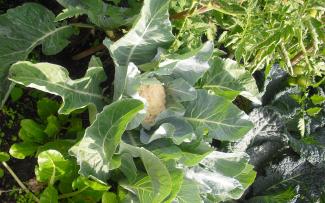 Vegetables are brought straight from the vegetable patch to the table. Cauliflower