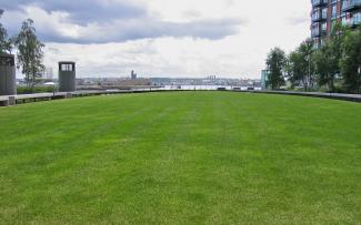 Lawn on a rooftop