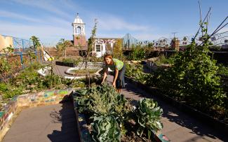 In addition to creating mounds or stepped substrate beds, plant beds are used to create the required substrate depth, depending on the plants. Woman harvesting cabbage on a roof