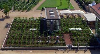 Some of the vines at the state winery, Schloss Wackerbarth, grow on the roof. Roof garden with vines