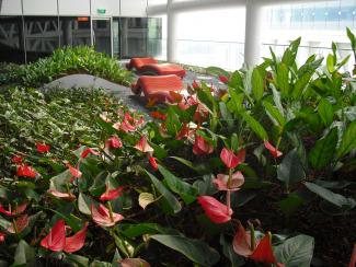 Red-leafed plants and red deck chairs