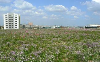 Blossoming green roof