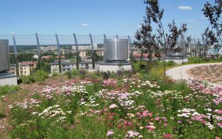 Yarrow on a green roof