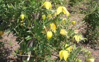 Yellow clematis