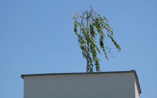 Weeping willow on a roof