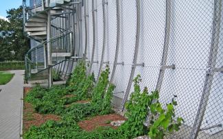 Facade with climbing plants