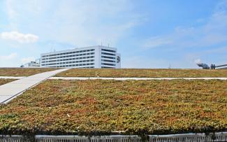 Extensive green roof