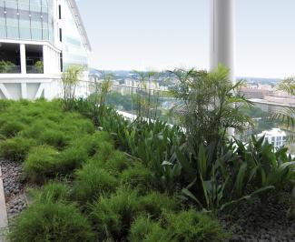 Roof garden