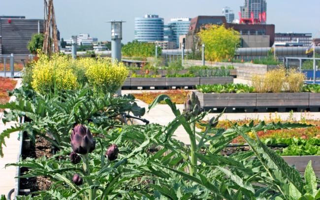 Artichokes and other plant beds on a rooftop