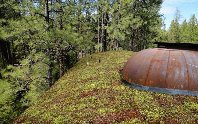 Sloped green roof surrounded by trees